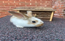 Mixed Breed rabbits for sale: Bunnies looking for a forever home! - Image 10
