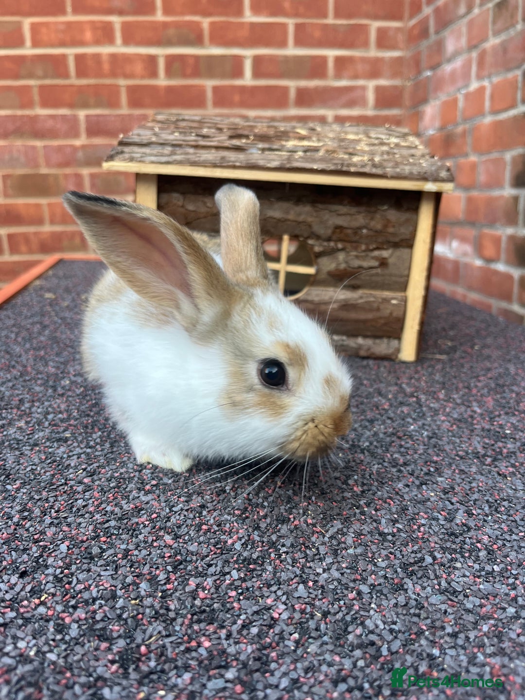 Mixed Breed rabbits for sale: Bunnies looking for a forever home! - Image 10