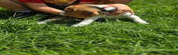 Beagle dogs for sale: Beagle puppies ready for love!! - Advert 15