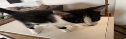 Mixed Breed cats for sale: Beautiful young male cat  - Advert 4