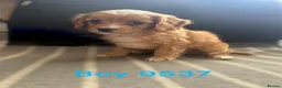 Cavapoo dogs for sale: cavapoo pups ready now  - Advert 5