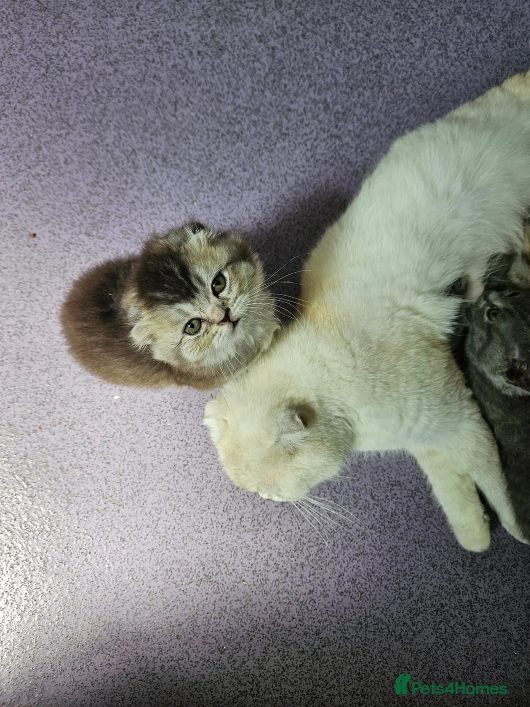 Scottish Fold cats for sale: SCOTTISH FOLD 2 FEMALES 1 FLUFFY MALE - Advert 6