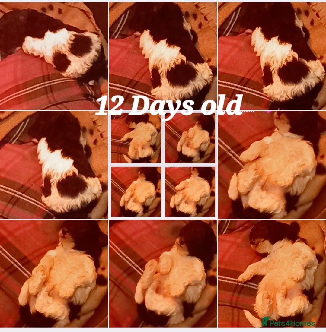 Toy Poodle dogs for sale: **1 PARTI BOY AVAILABLE**READY 21st DECEMBER** - Advert 29