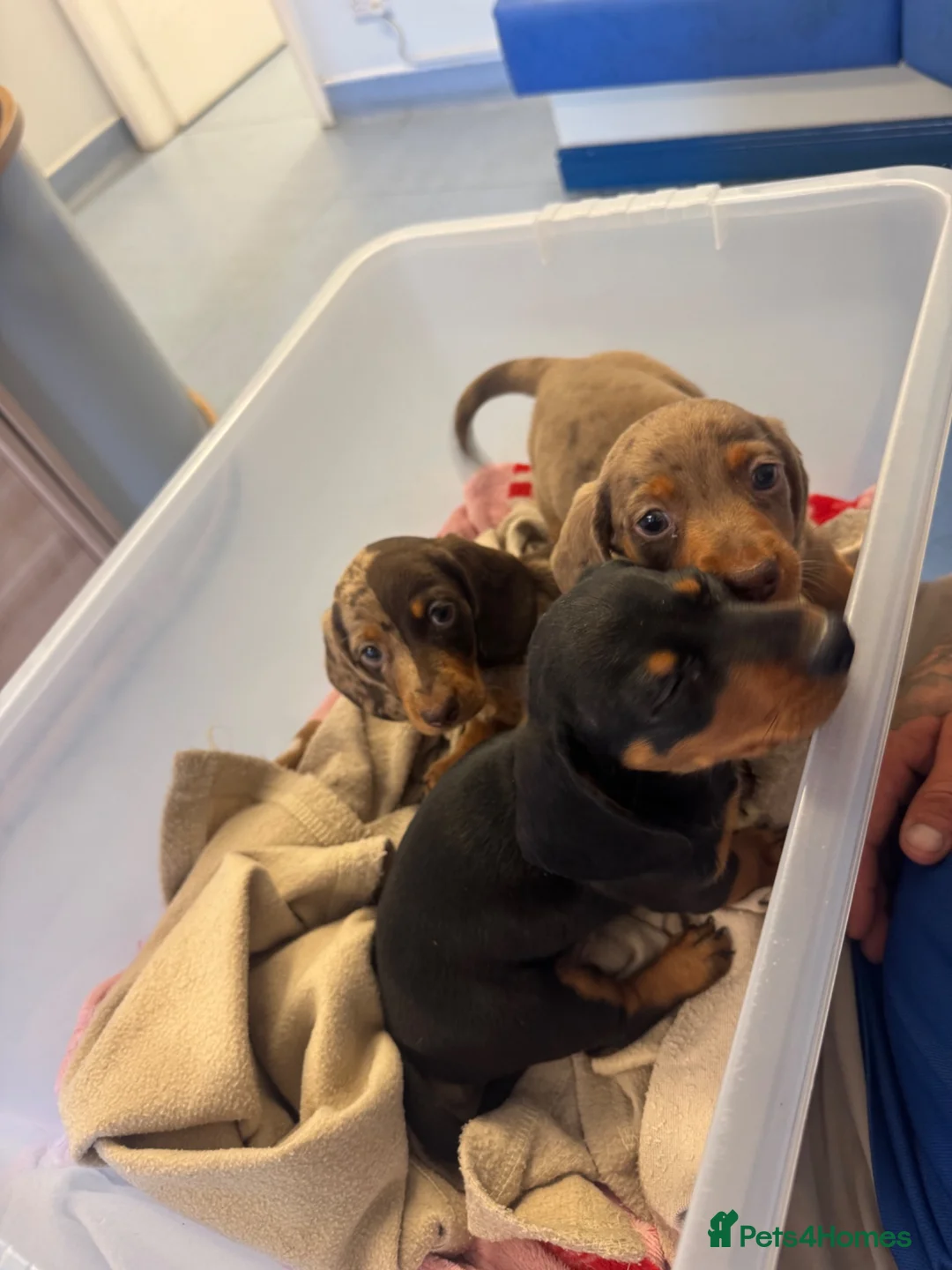 Miniature Dachshund dogs for sale: Black & Tan Mini Dachshund - Advert 2