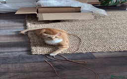 Domestic Shorthair cats for sale: Affectionate ginger tom cat needs a home - Image 4