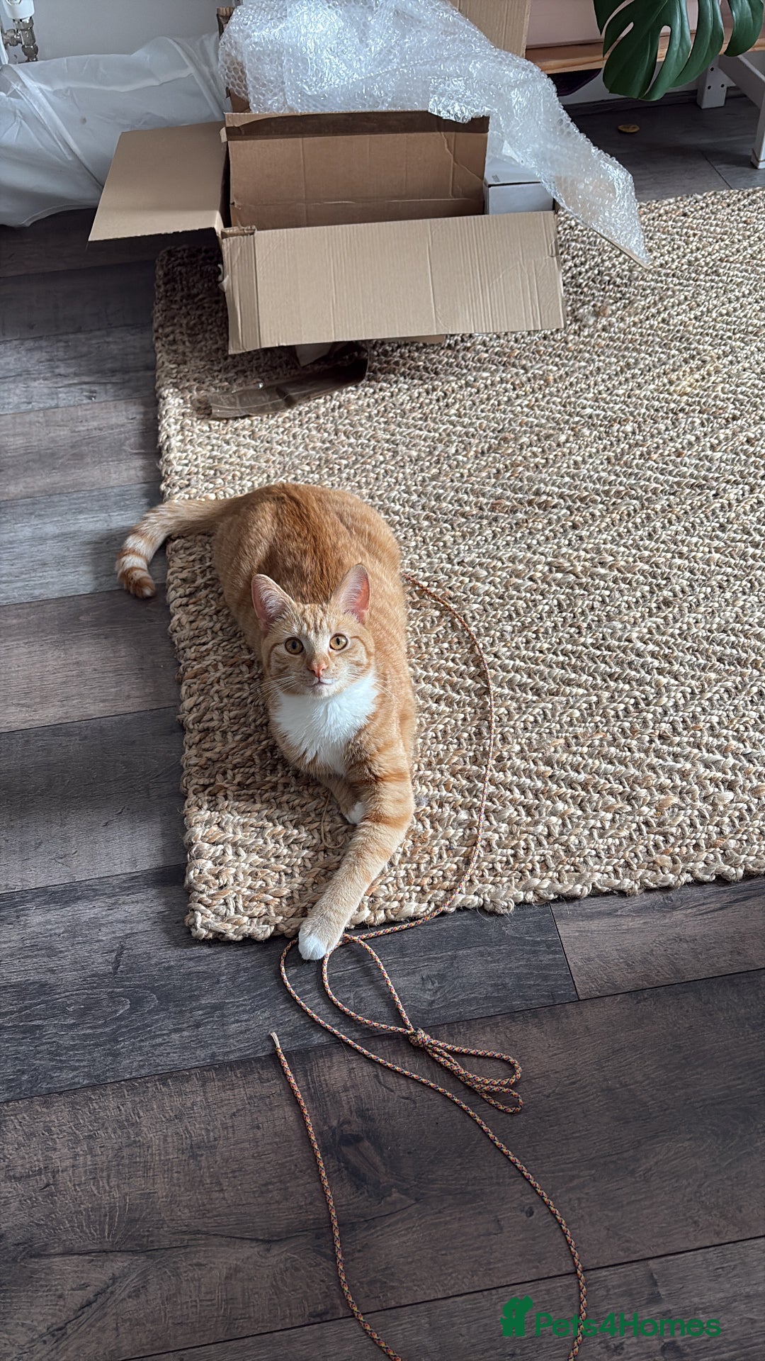 Domestic Shorthair cats for sale: Affectionate ginger tom cat needs a home - Image 4