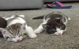 Mixed Breed cats for sale: British shorthaired mixed breed kittens - Image 7