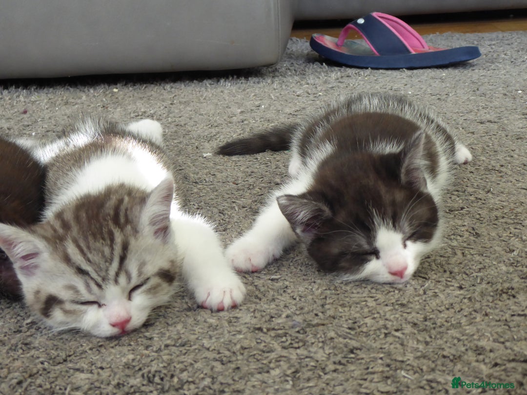 Mixed Breed cats for sale: British shorthaired mixed breed kittens - Image 7