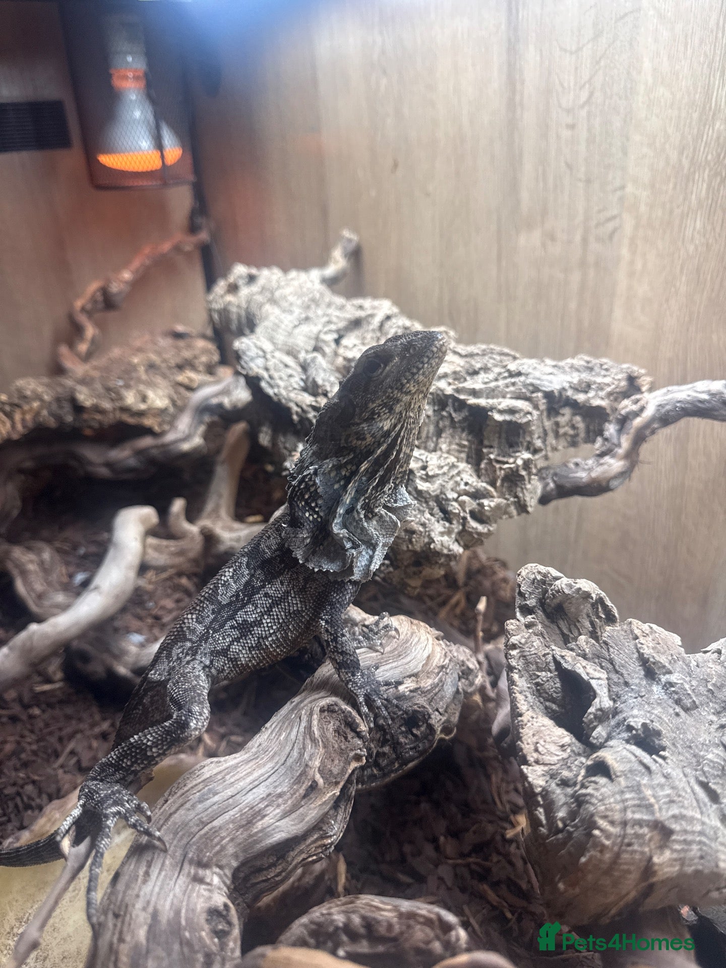 Dragon reptiles for sale: 1 female frilled dragon  - Advert 5