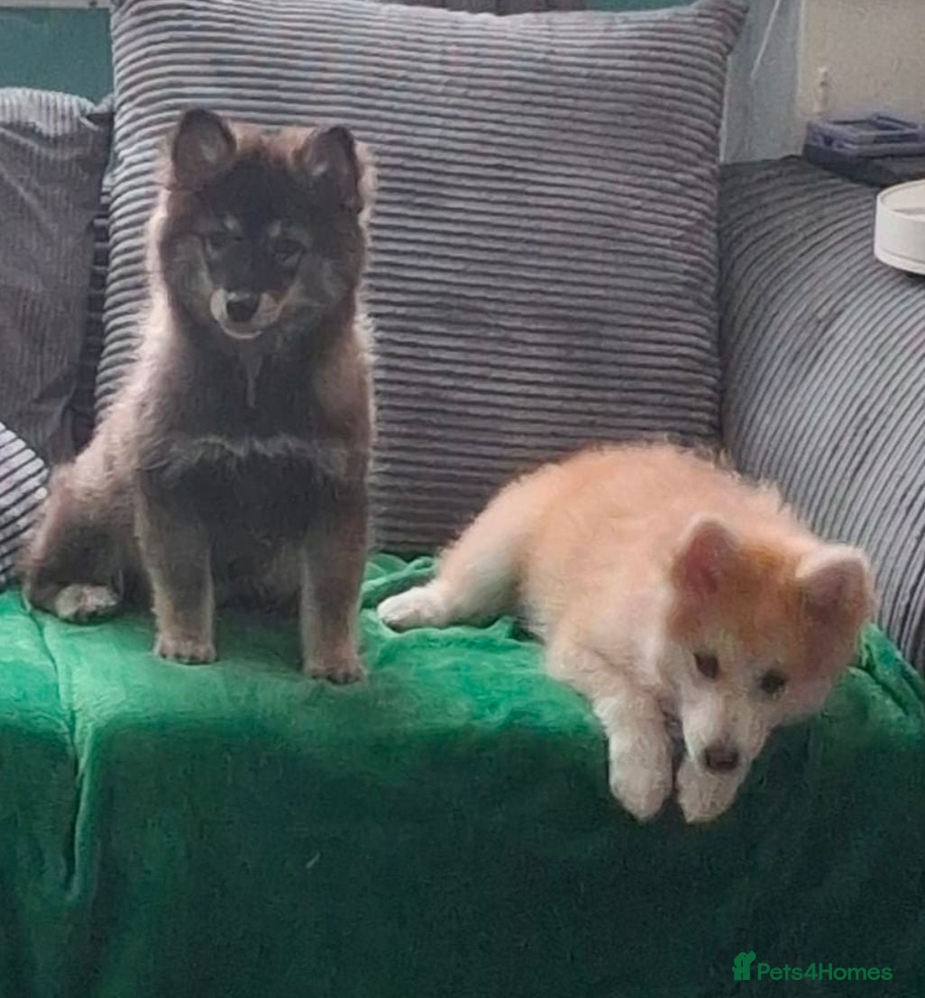 Pomsky dogs F3 Pomsky Puppies ready now - Advert 10