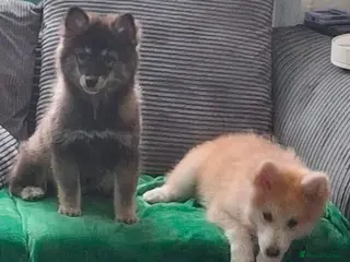 Pomsky dogs F3 Pomsky Puppies ready now - Advert 10