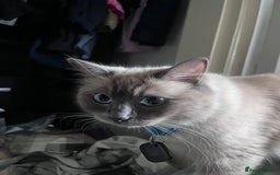 Ragdoll cats for sale: Willow - Image 2