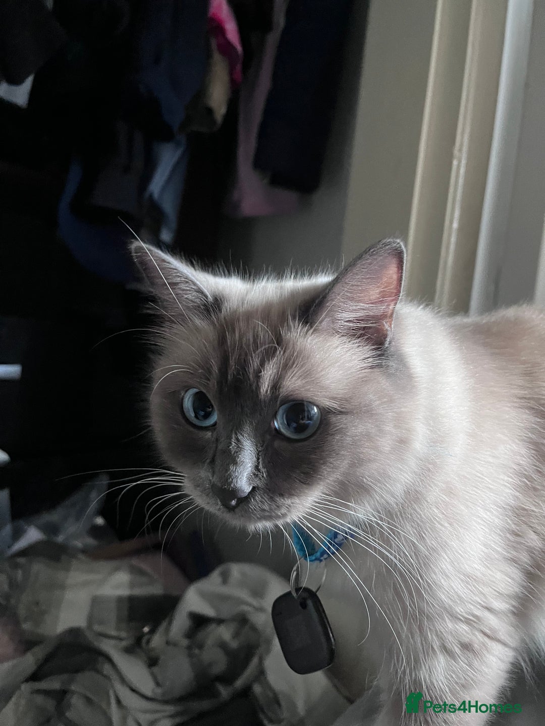 Ragdoll cats for sale: Willow - Image 2