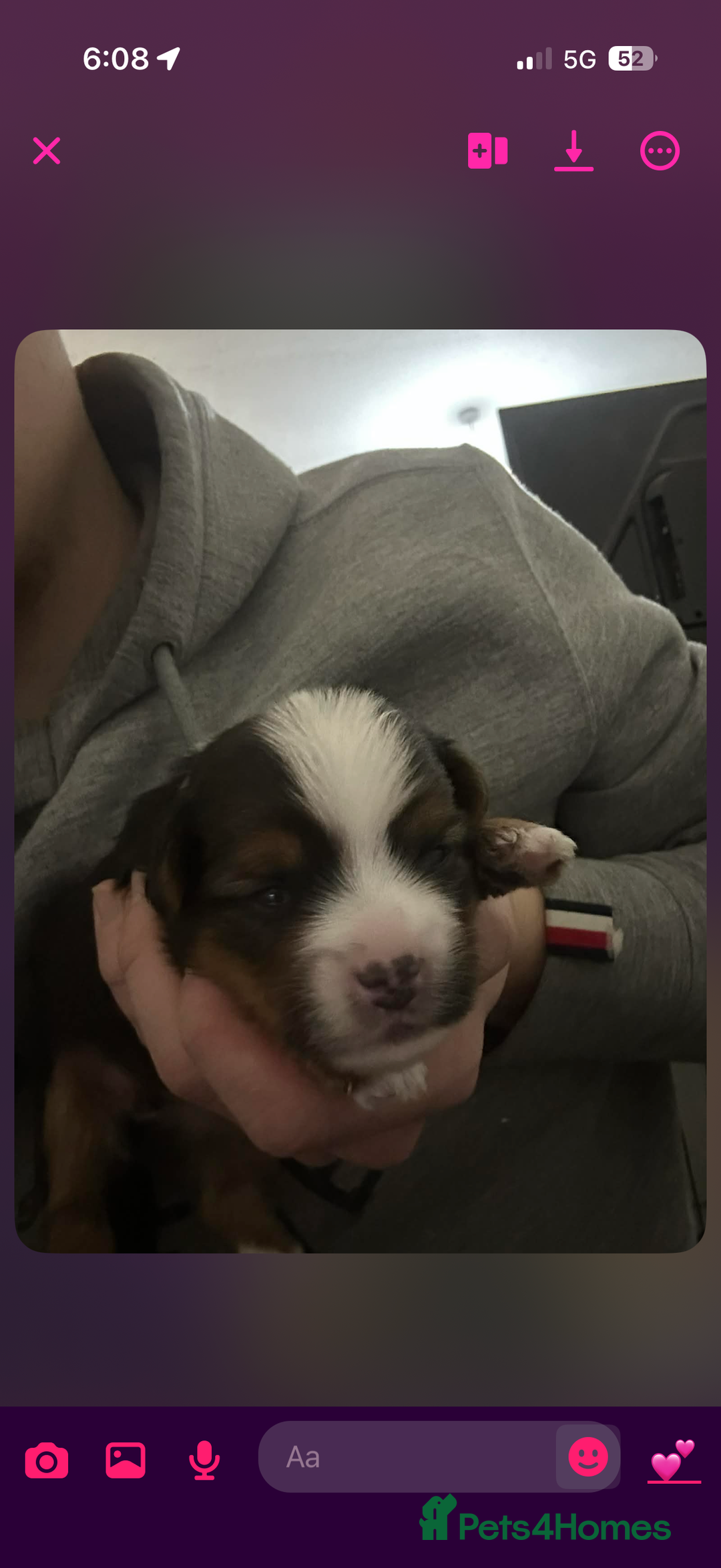 Mixed Breed dogs for sale: biewer x yorki puppies - Advert 8