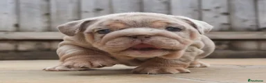 English Bulldog Puppy 9