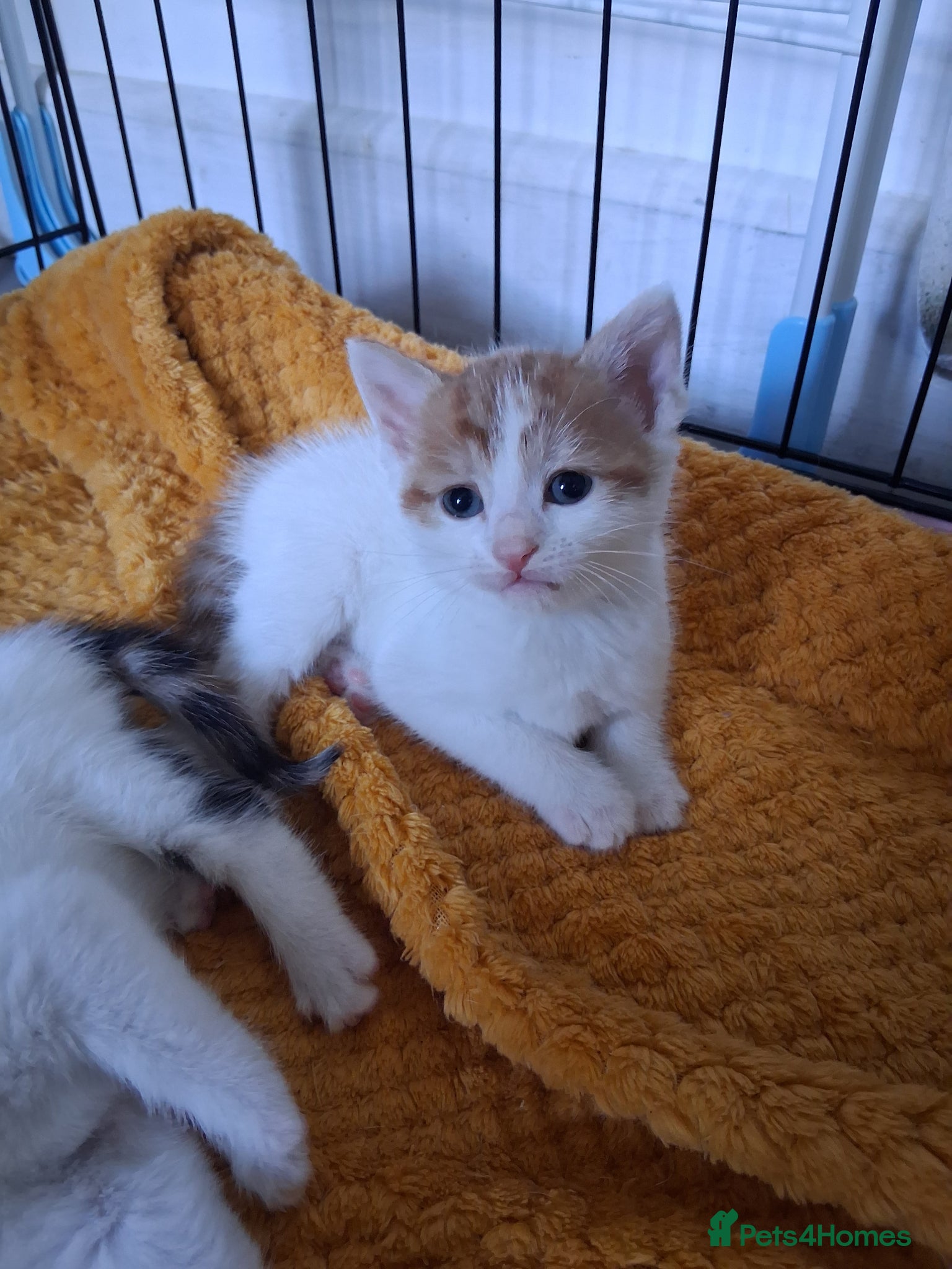 Mixed Breed cats 1 Beautiful boy LEFT!  - Advert 2