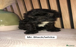 Cockapoo dogs for sale: F1b toy cockapoo puppies - Image 23