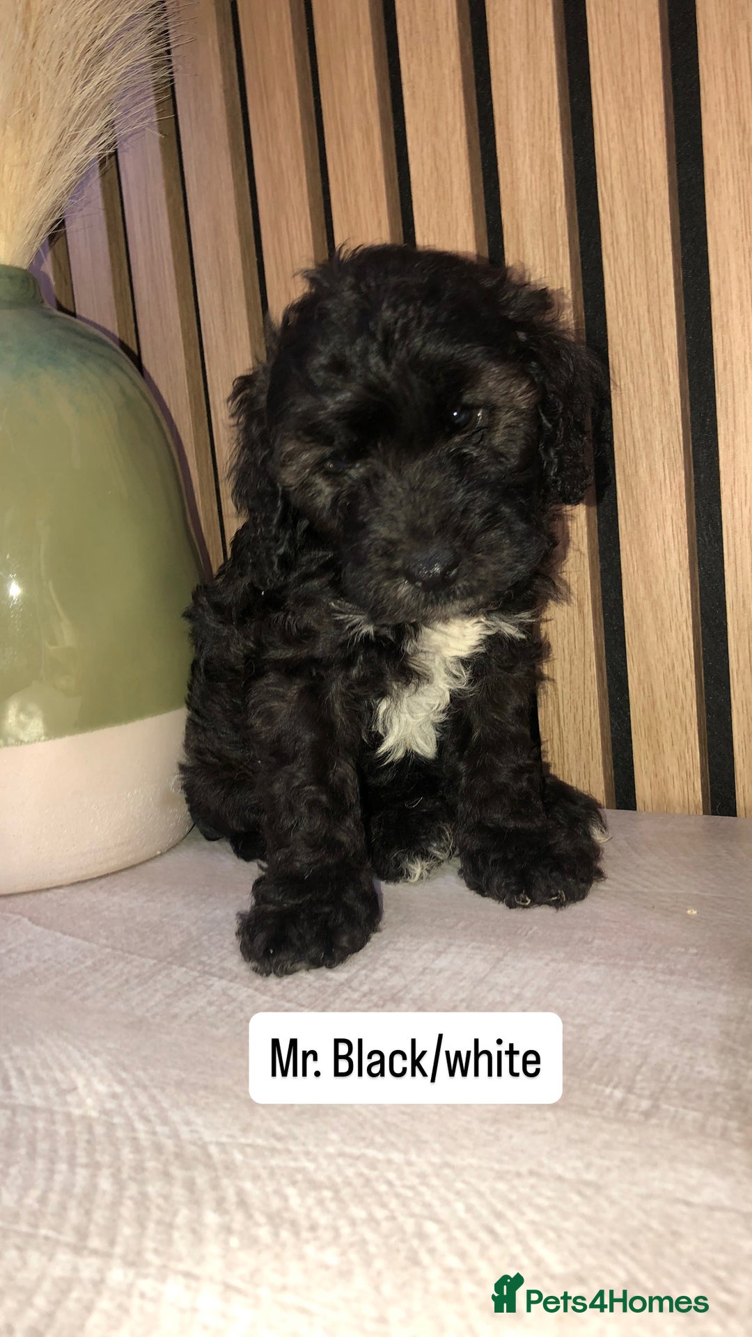 Cockapoo dogs for sale: F1b toy cockapoo puppies - Image 23