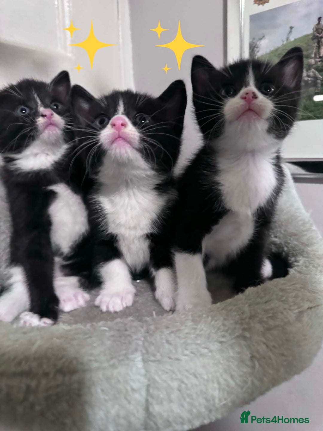 Mixed Breed cats for sale: Tonkinese cross kittens - Advert 1