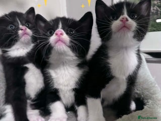 Mixed Breed cats Tonkinese cross kittens - Advert 1