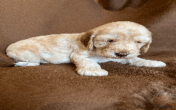 Cockapoo dogs for sale: cockapoo F1 - Image 14