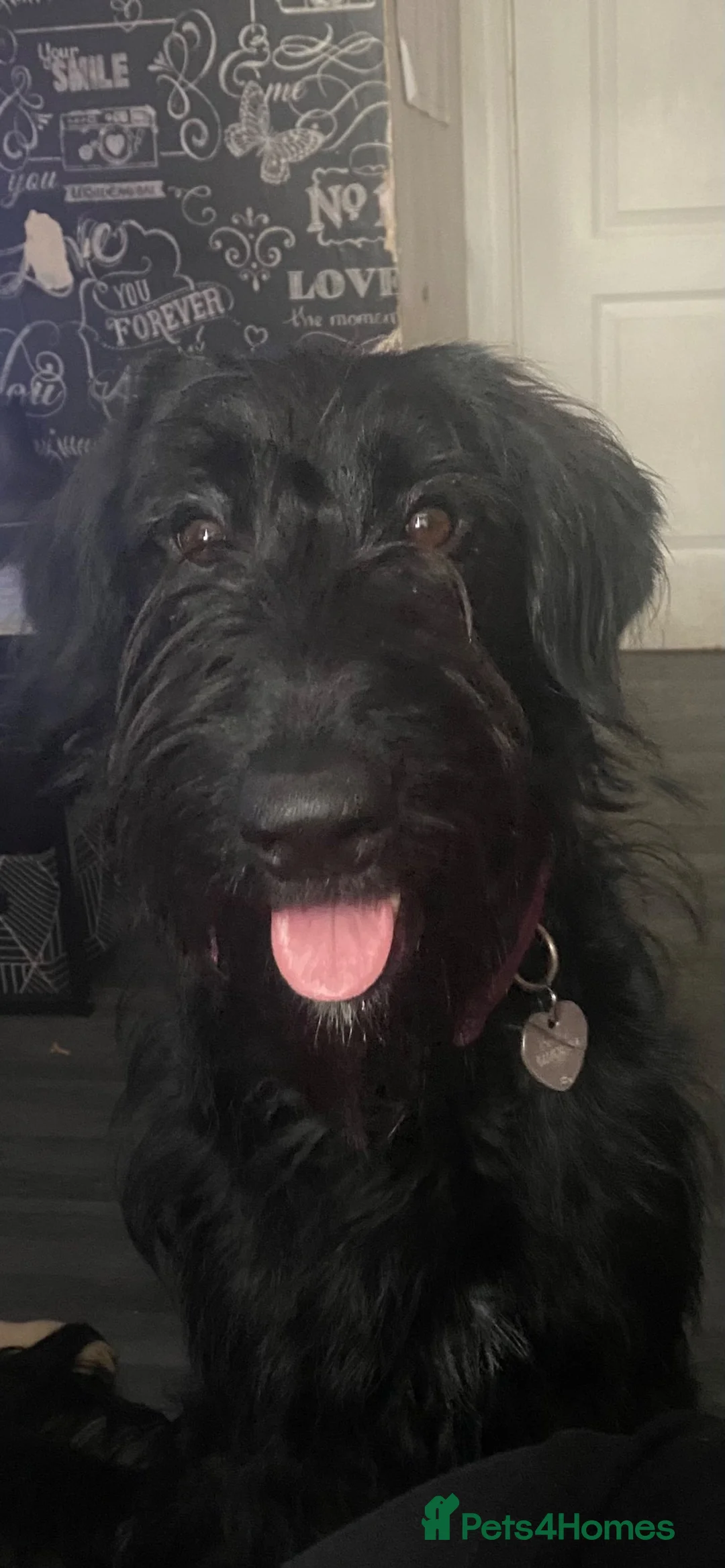 Mixed Breed dogs for sale: Female cross breed 4 yrs old in Newhaven - Advert 2