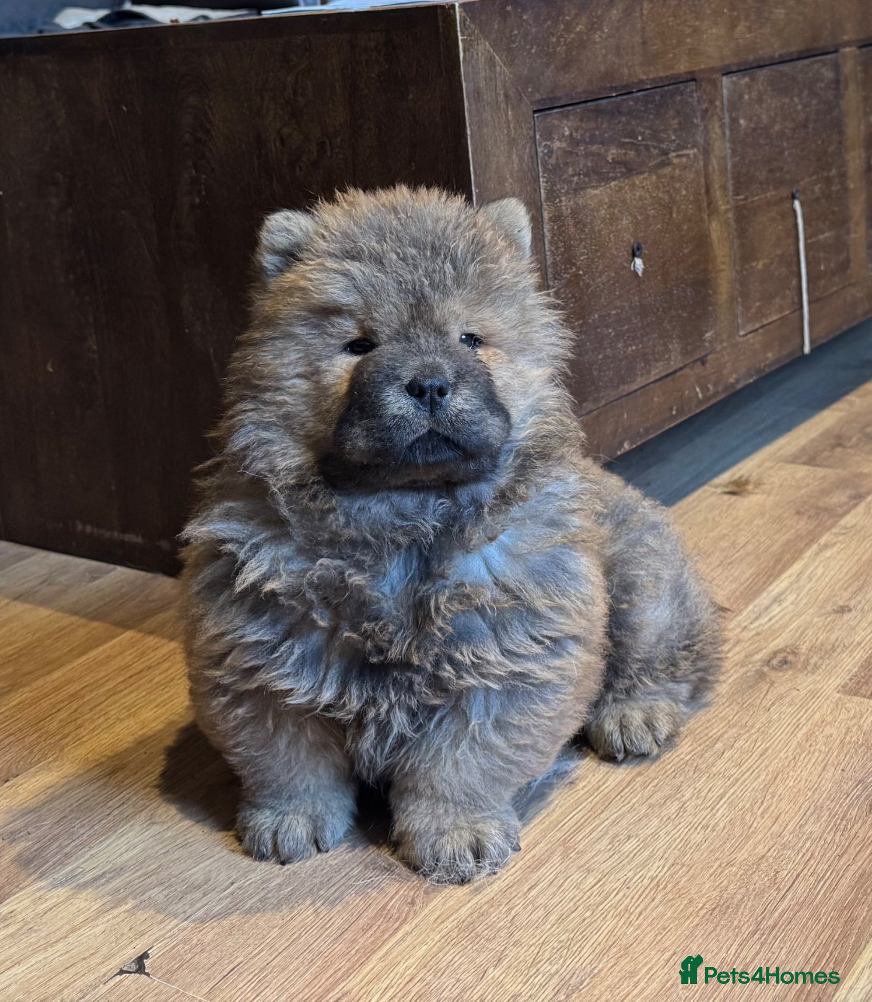 Chow Chow dogs Meet Ned - stunning red male  - Advert 4