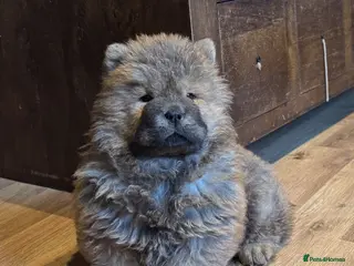 Chow Chow dogs Meet Ned - stunning red male - Advert 4