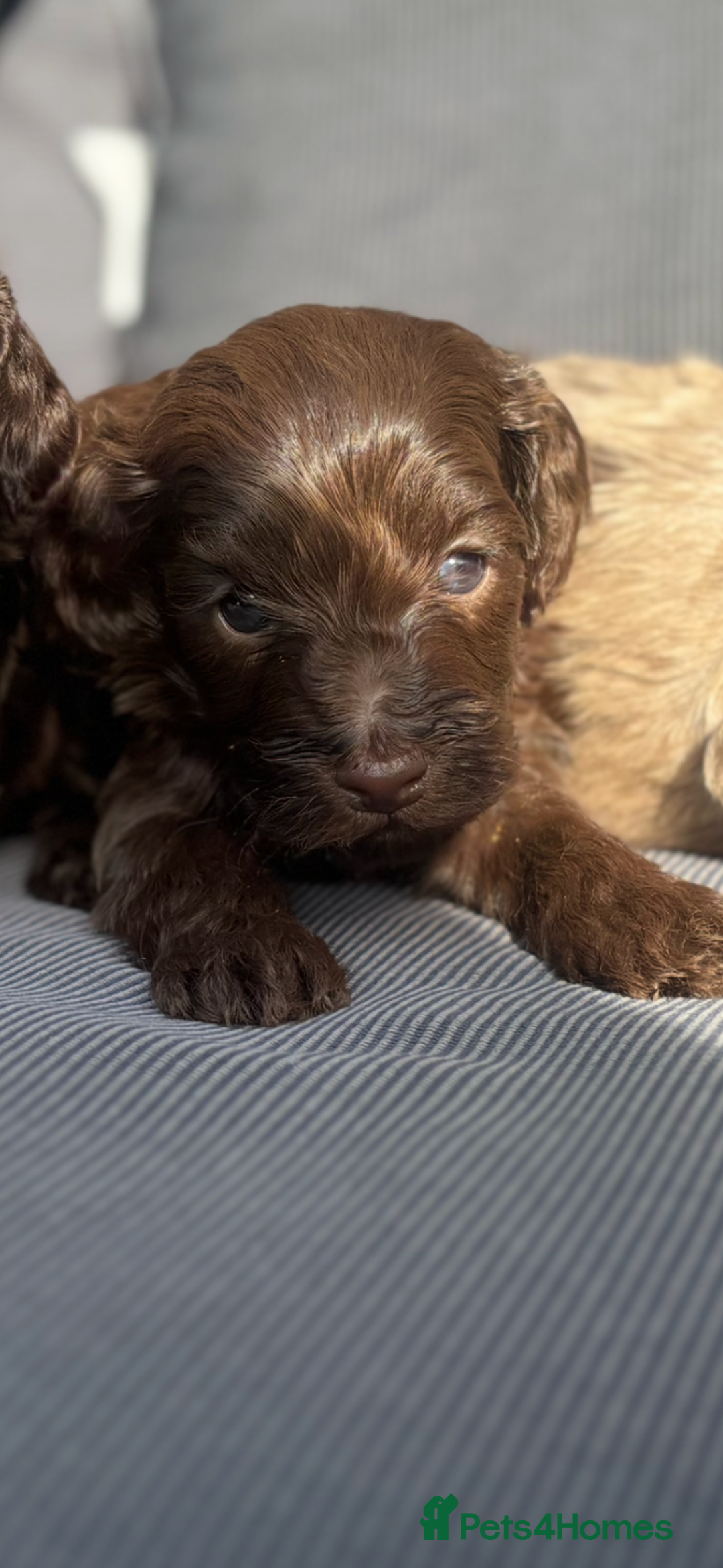 Cockapoo dogs for sale: Beautiful Cockapoo puppies  - Image 14