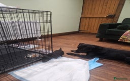 Patterdale Terrier dogs for sale: One female Patterdale Terrier pup - Advert 4