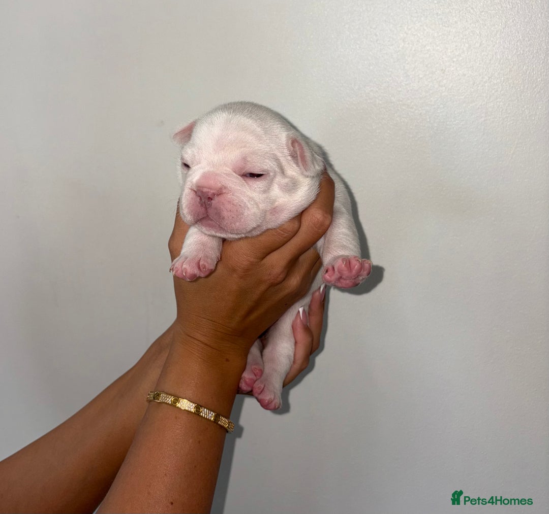 French Bulldog dogs for sale:  French bulldogs  - Advert 2