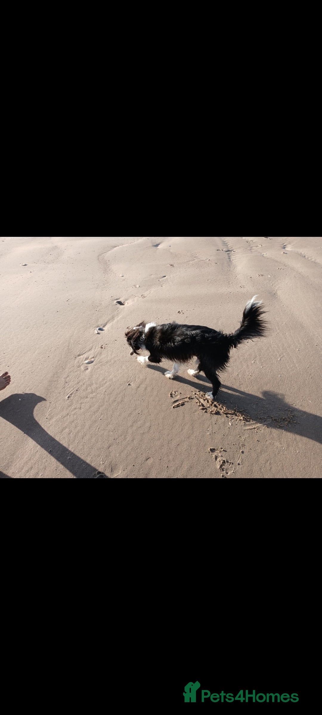 Cavapoo dogs for sale: 2 year old male cavapoo  - Image 3