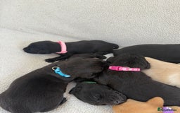 Labrador Retriever dogs for sale: Stunning Labrador Puppies - Image 16