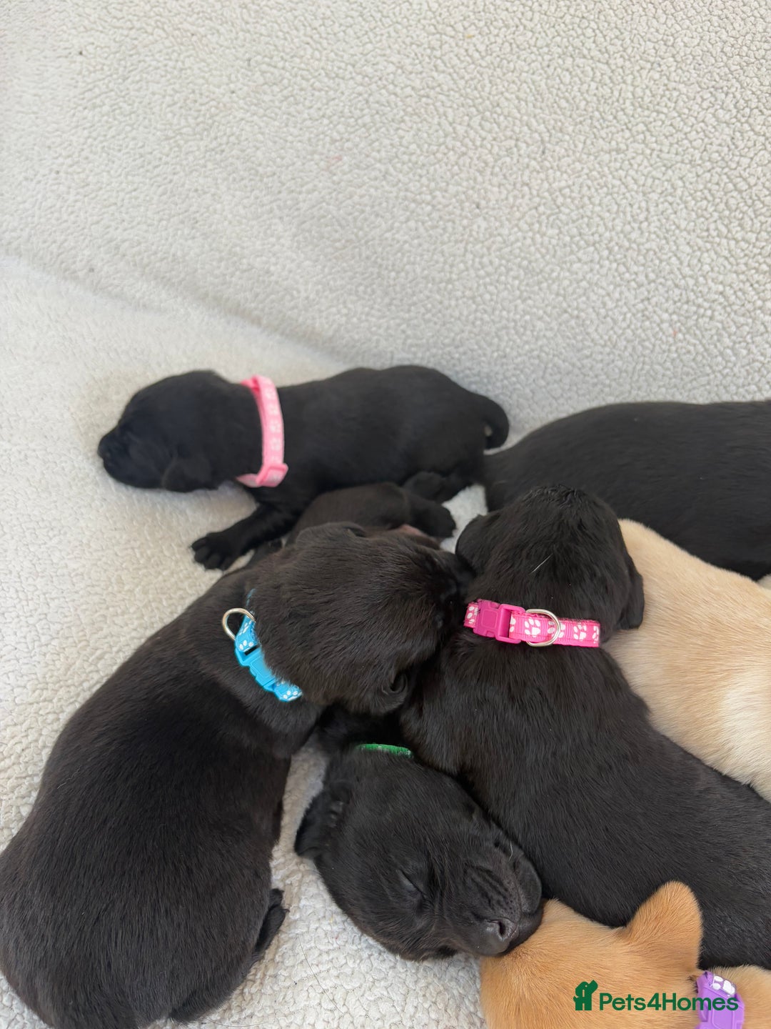 Labrador Retriever dogs for sale: Stunning Labrador Puppies - Image 16