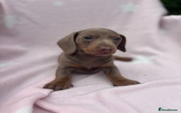 Dachshund dogs for sale: Beautiful dachshund looking for there forever home - Image 6