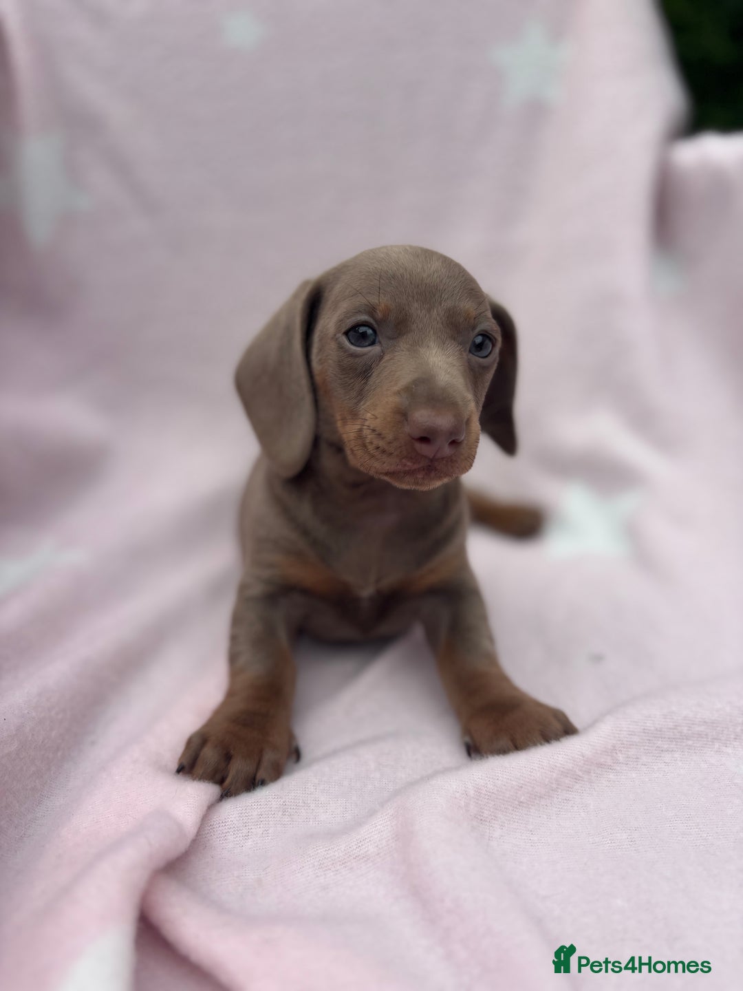 Dachshund dogs for sale: Beautiful dachshund looking for there forever home - Image 6