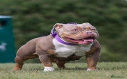 American Bully dogs for sale: RemmyXHienz litter 6 beautiful puppies  - Image 14