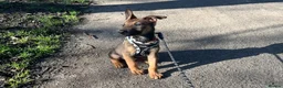 Mixed Breed dogs for sale: Doberman x Malinois x German Shepherd Puppies  - Advert 2