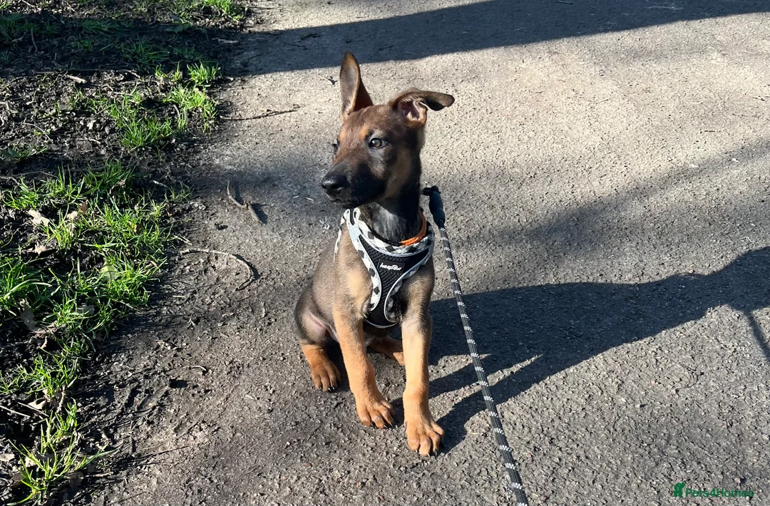 Mixed Breed dogs for sale: Doberman x Malinois x German Shepherd Puppies  - Advert 2