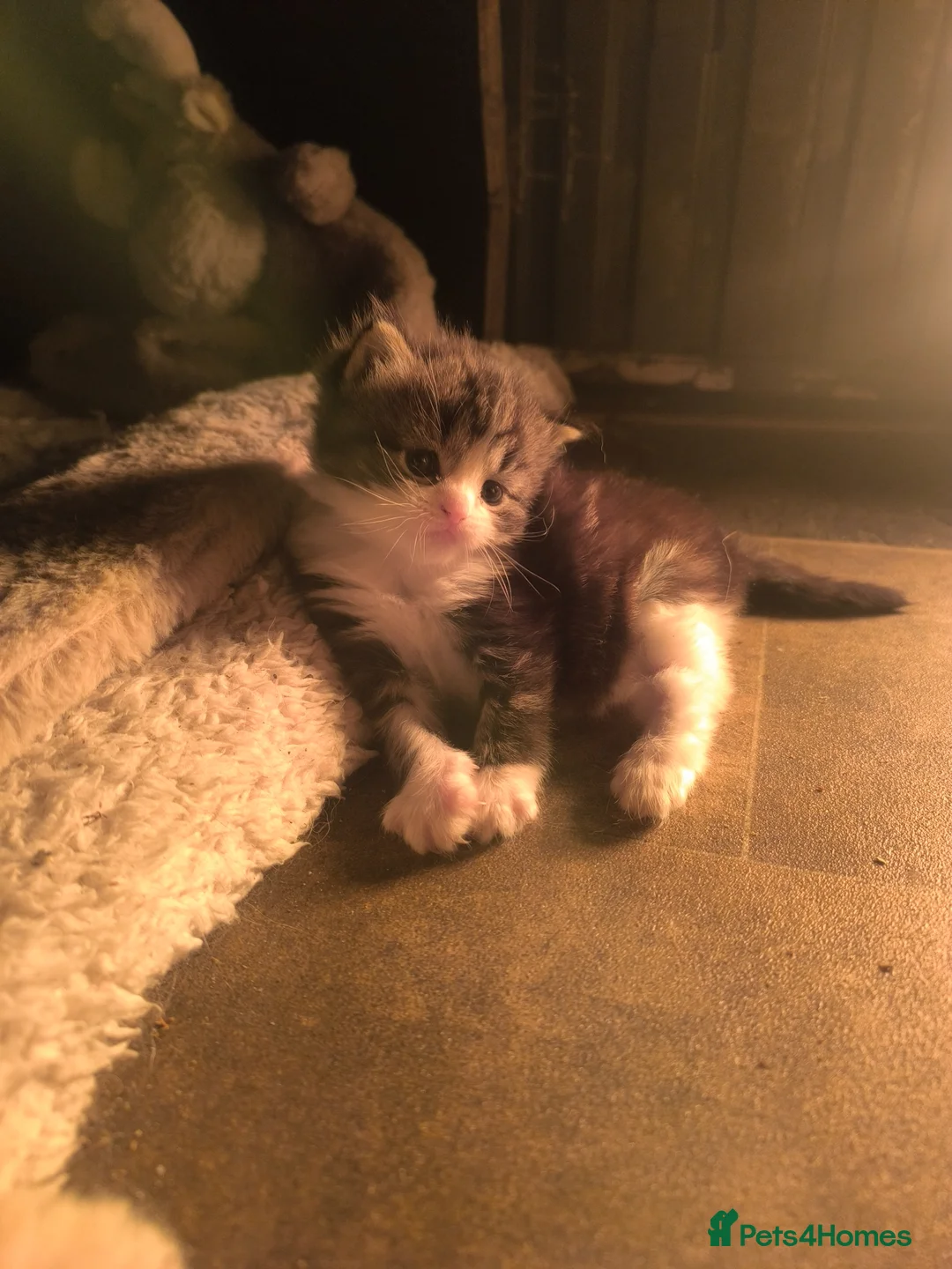 Mixed Breed cats for sale: Beautiful fluff ball kitten  - Advert 2