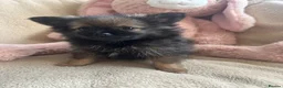 Pomeranian dogs for sale: Pomeranian  - Advert 5