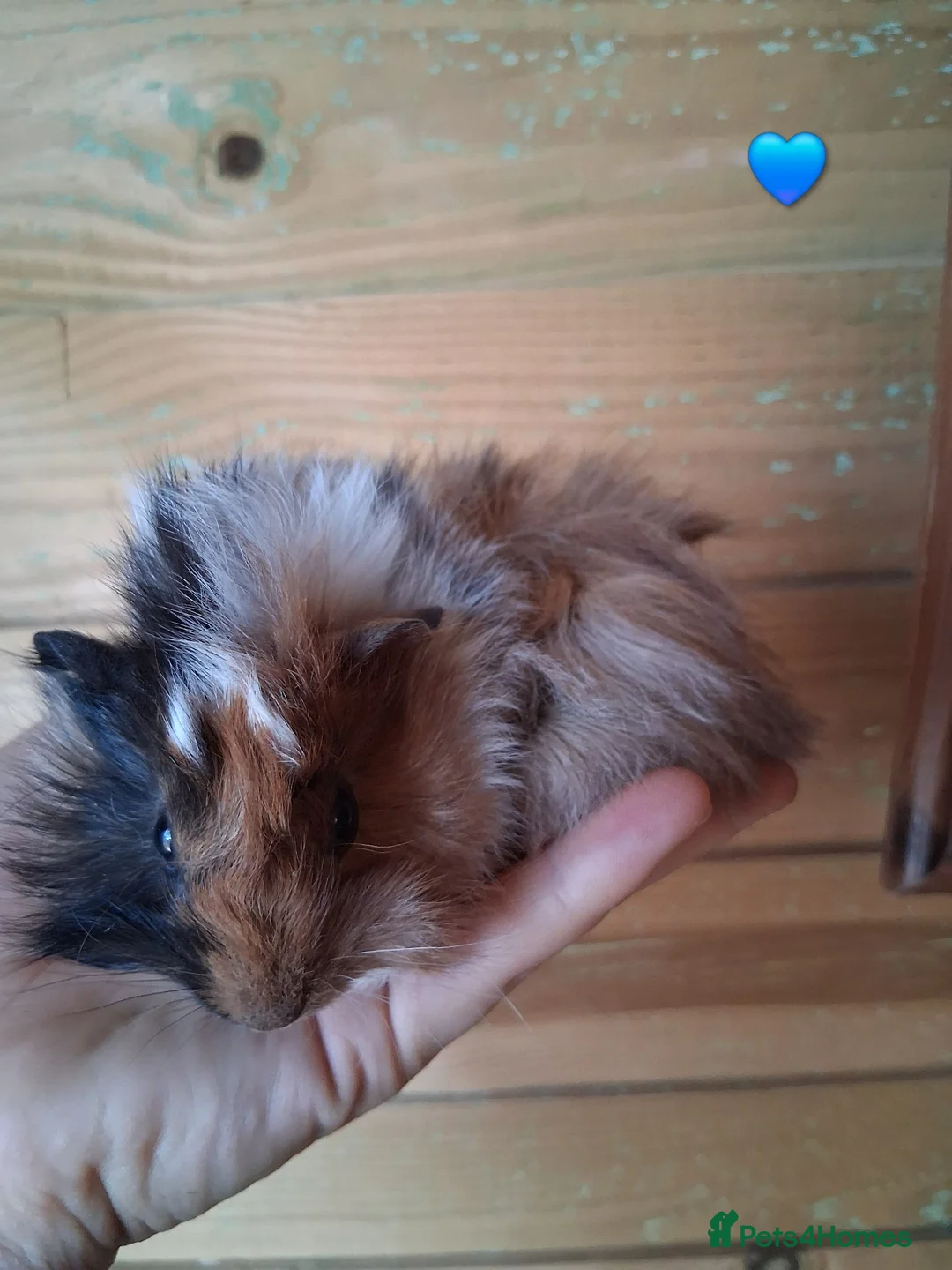 Guinea Pig rodents for sale: 3 beautiful baby boy guinea pigs - Advert 2