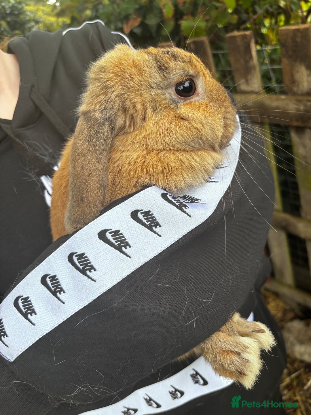 French Lop rabbits for sale: Rabbits to be sold together  - Image 4