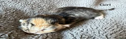 Mixed Breed cats for sale: 3 Gorgeous Kittens in Cardiff - Advert 6