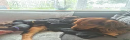 Sprocker dogs for sale: Sprocker Puppies Cocker Spaniel x Springer Spaniel - Advert 11