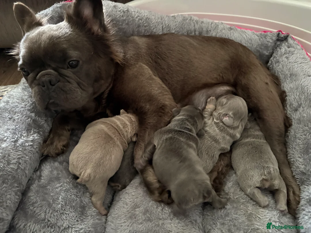 French Bulldog dogs for sale: French bulldog pups  - Advert 2