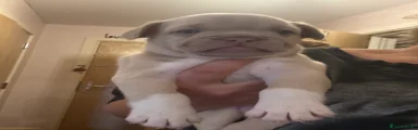 French Bulldog 1