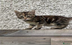 British Shorthair cats for sale: Tilly Female British Shorthair Kitten  - Image 1