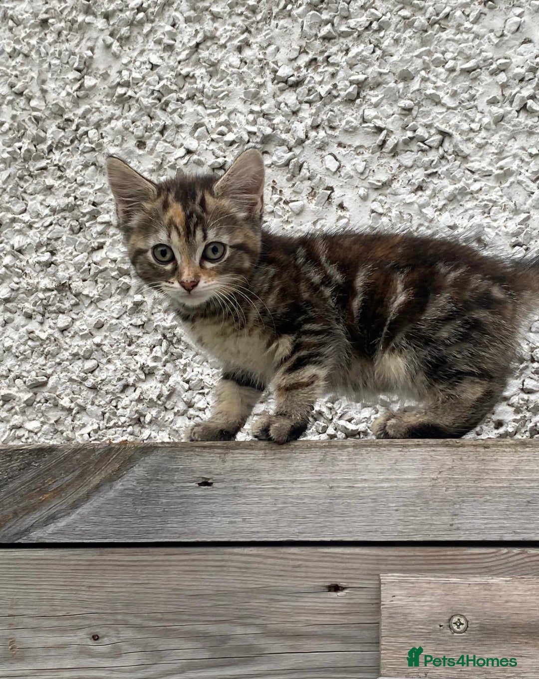 British Shorthair cats for sale: Tilly Female British Shorthair Kitten  - Image 1