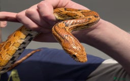 Corn Snake reptiles for sale: Adult Corn Snake - Image 2